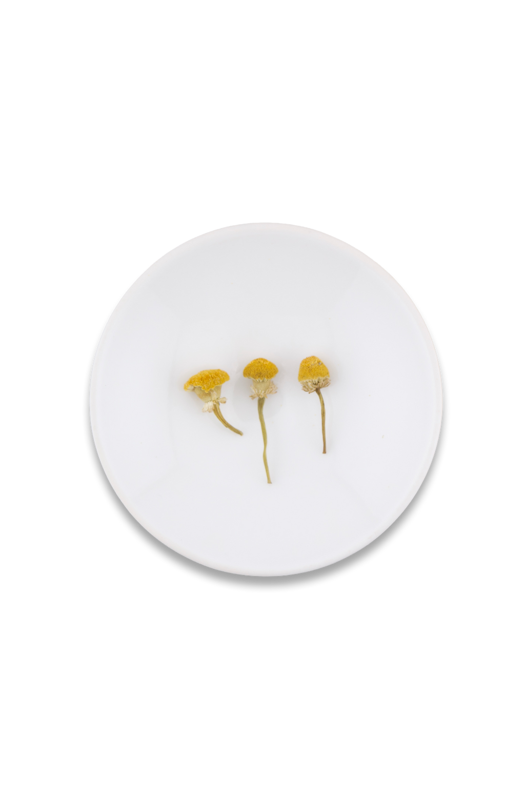 Chamomile
